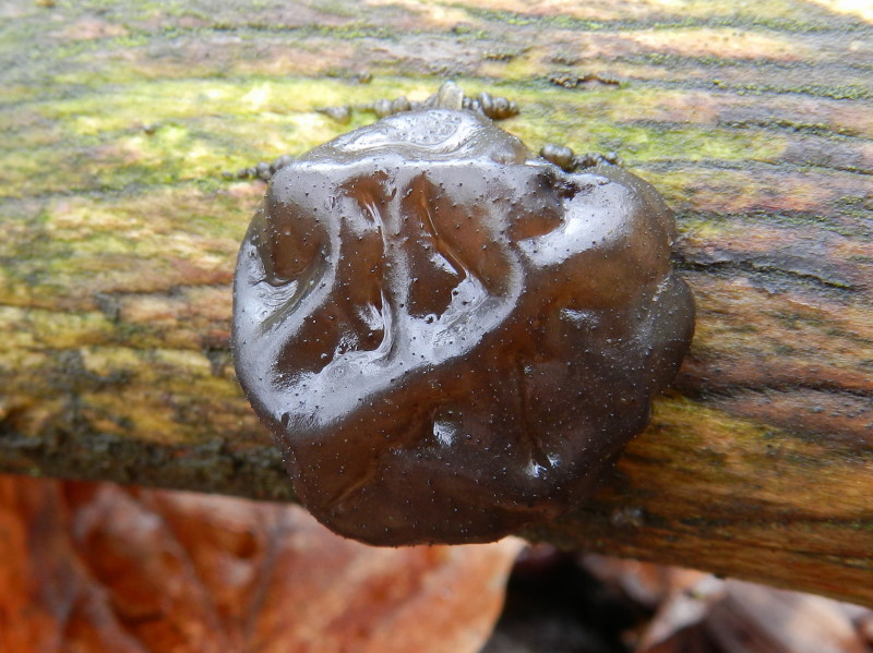 Tra una goccia e l''altra